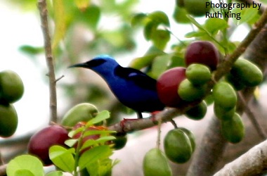 Red-legged Honeycreeper